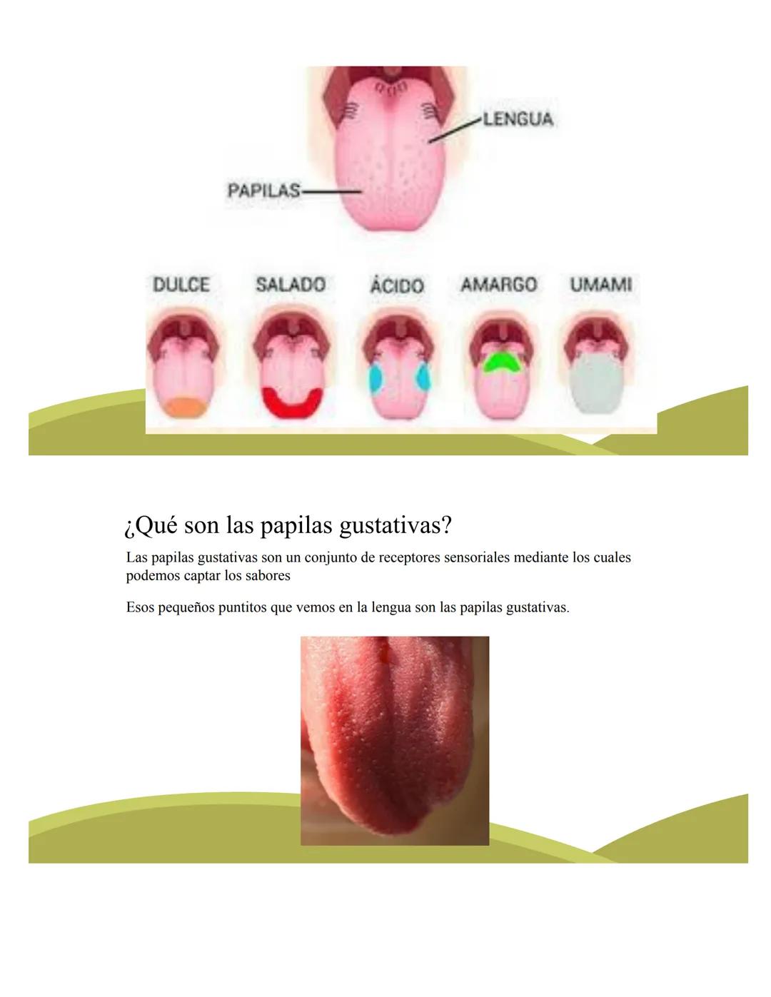 # ORGANOS DE LOS
# SENTIDOS
5
Vista
Sentidos
Tacto
(--)
Oido
Olfato
Gusto
https://www.youtube.com/watch?v=K5Pkh-
iqAcg&ab_channel=Aula3