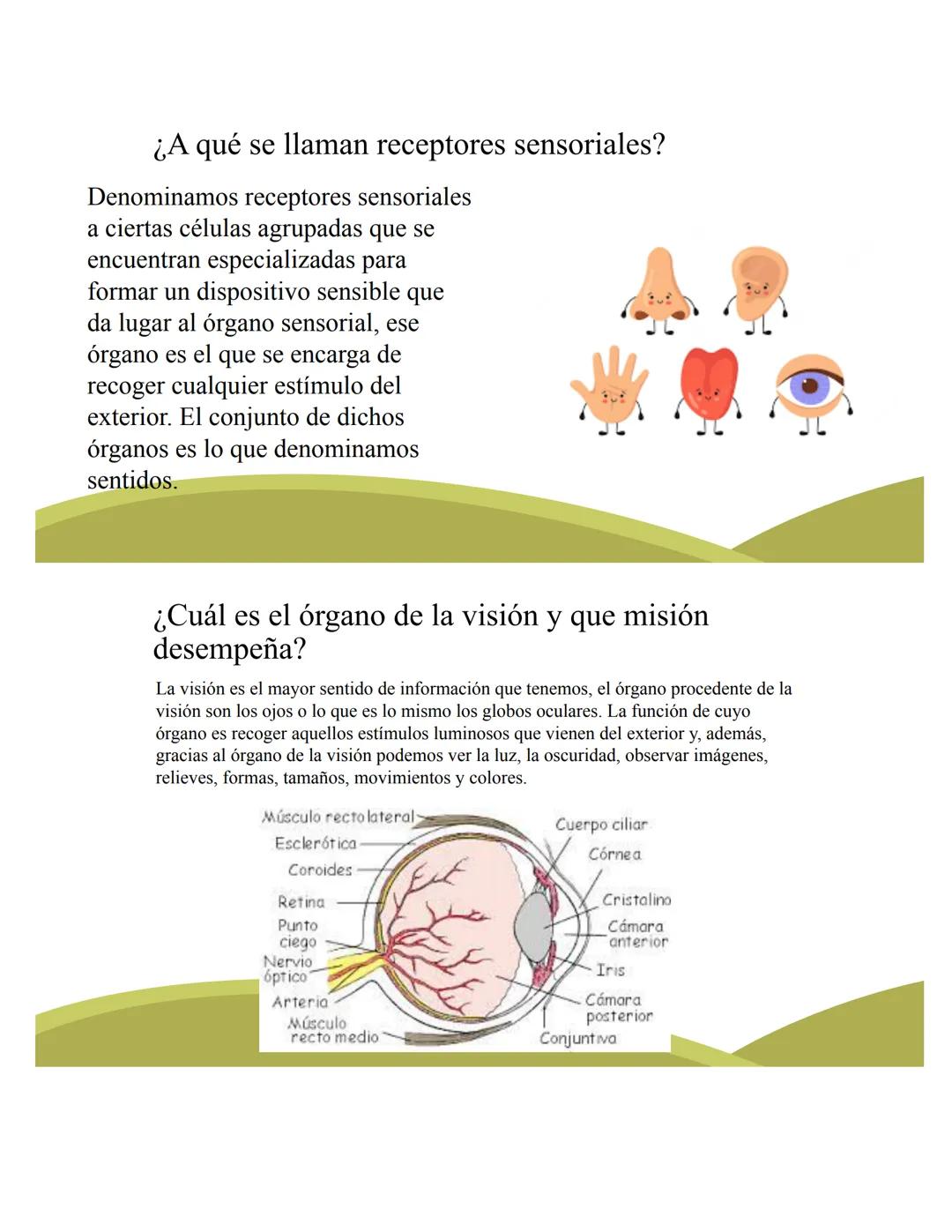 # ORGANOS DE LOS
# SENTIDOS
5
Vista
Sentidos
Tacto
(--)
Oido
Olfato
Gusto
https://www.youtube.com/watch?v=K5Pkh-
iqAcg&ab_channel=Aula3
