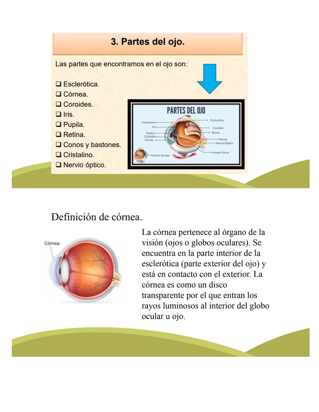 # ORGANOS DE LOS
# SENTIDOS
5
Vista
Sentidos
Tacto
(--)
Oido
Olfato
Gusto
https://www.youtube.com/watch?v=K5Pkh-
iqAcg&ab_channel=Aula3