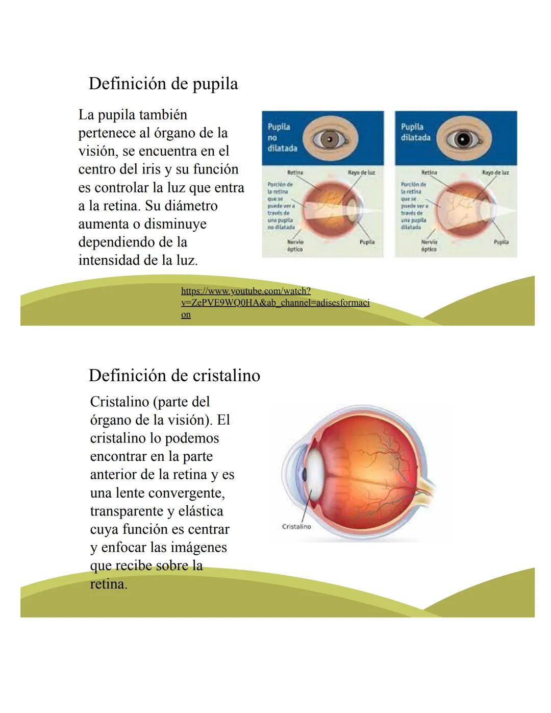 # ORGANOS DE LOS
# SENTIDOS
5
Vista
Sentidos
Tacto
(--)
Oido
Olfato
Gusto
https://www.youtube.com/watch?v=K5Pkh-
iqAcg&ab_channel=Aula3