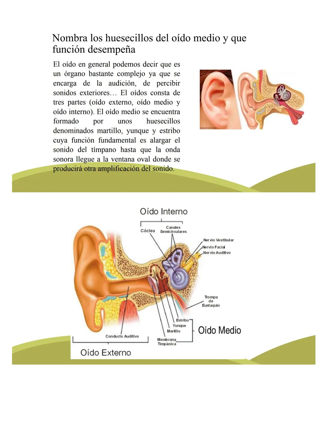 # ORGANOS DE LOS
# SENTIDOS
5
Vista
Sentidos
Tacto
(--)
Oido
Olfato
Gusto
https://www.youtube.com/watch?v=K5Pkh-
iqAcg&ab_channel=Aula3