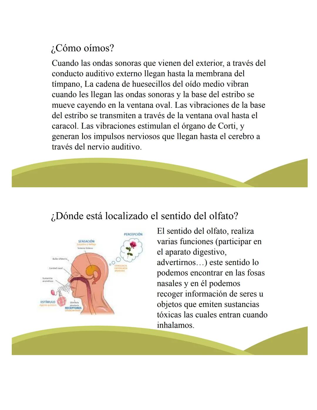 # ORGANOS DE LOS
# SENTIDOS
5
Vista
Sentidos
Tacto
(--)
Oido
Olfato
Gusto
https://www.youtube.com/watch?v=K5Pkh-
iqAcg&ab_channel=Aula3
