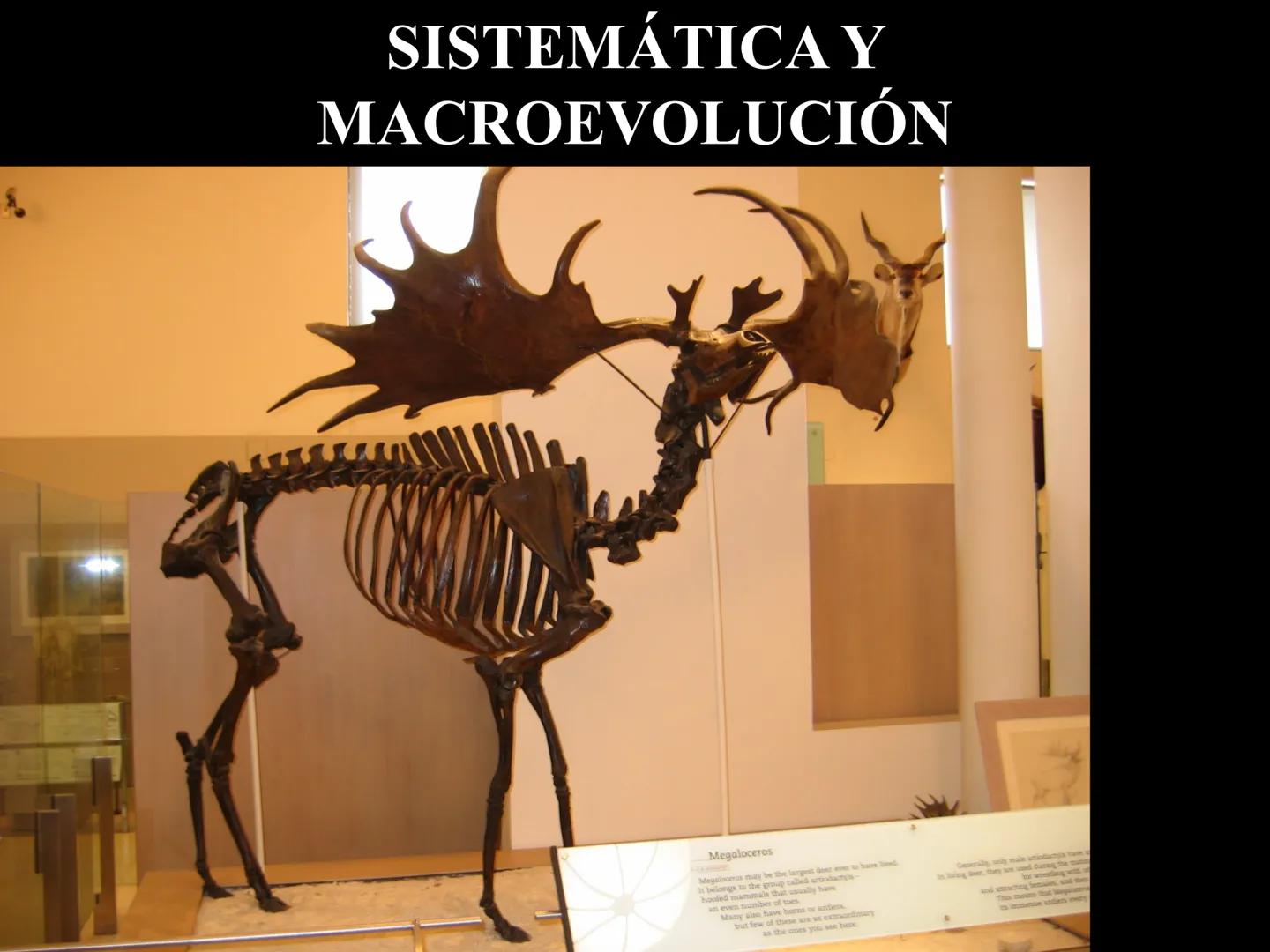 SISTEMÁTICA Y
MACROEVOLUCIÓN
Megaloceros
Megaloceros may be the largest deer ever to have d
It belongs to the group called artiodactyls-
hoo