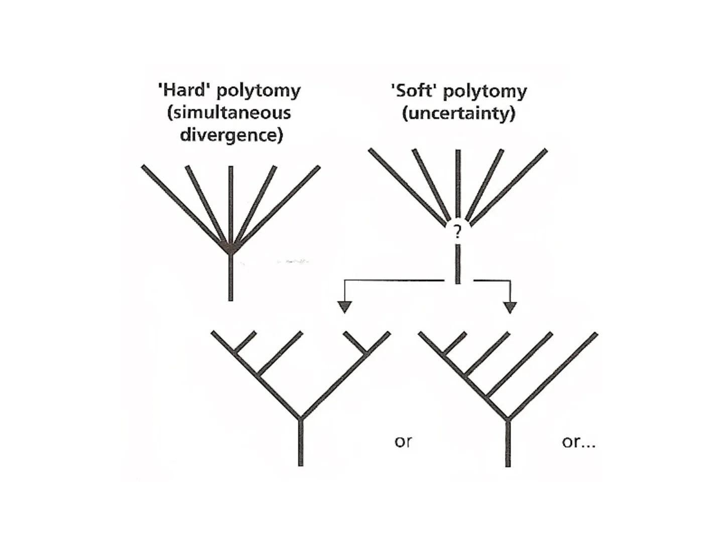 SISTEMÁTICA Y
MACROEVOLUCIÓN
Megaloceros
Megaloceros may be the largest deer ever to have d
It belongs to the group called artiodactyls-
hoo