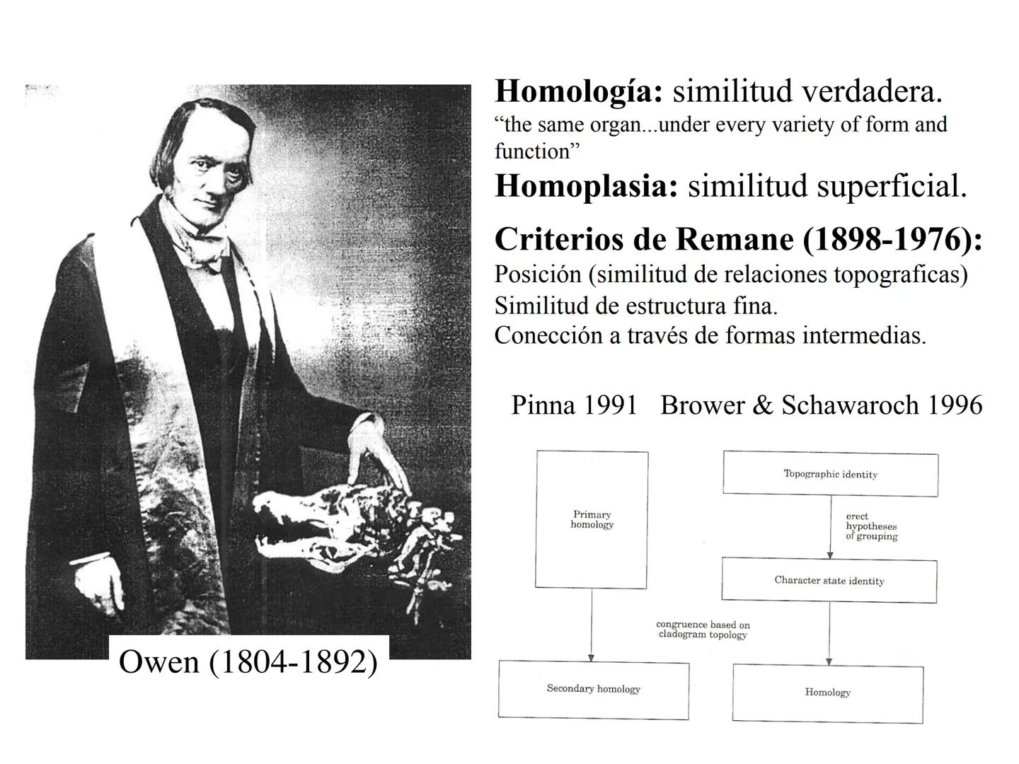 SISTEMÁTICA Y
MACROEVOLUCIÓN
Megaloceros
Megaloceros may be the largest deer ever to have d
It belongs to the group called artiodactyls-
hoo