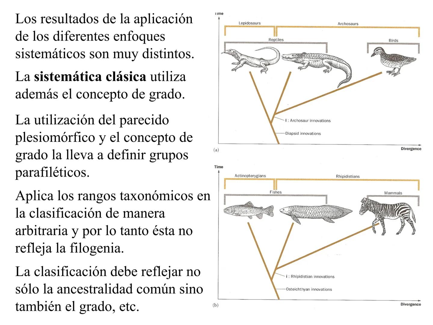 SISTEMÁTICA Y
MACROEVOLUCIÓN
Megaloceros
Megaloceros may be the largest deer ever to have d
It belongs to the group called artiodactyls-
hoo