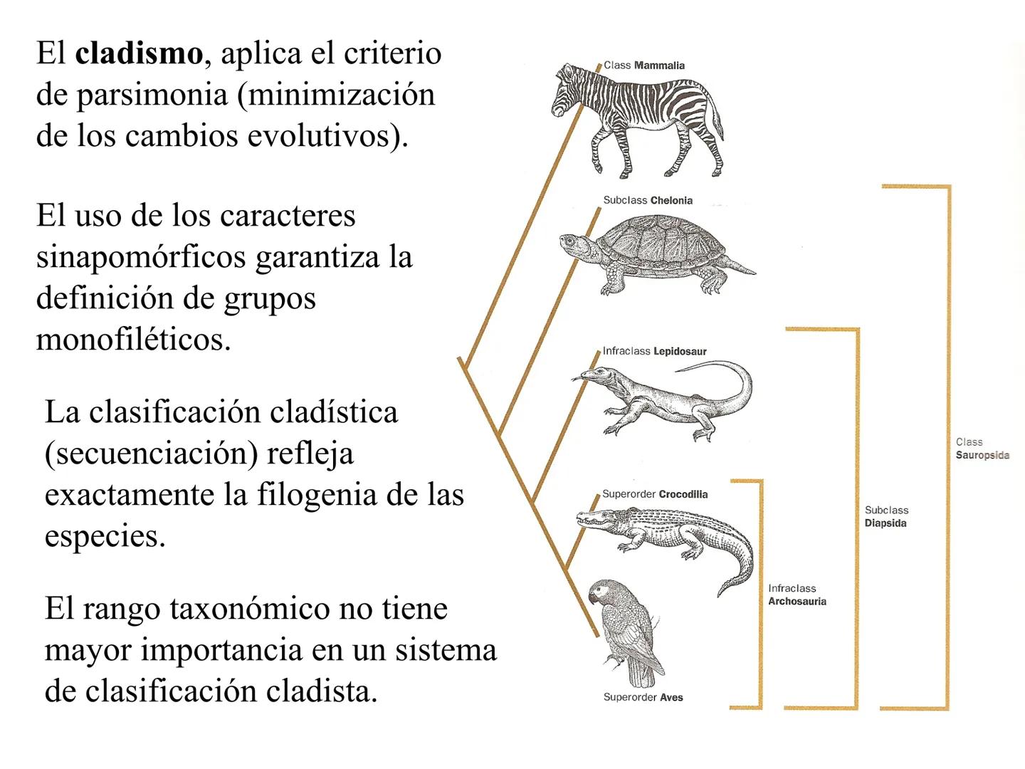 SISTEMÁTICA Y
MACROEVOLUCIÓN
Megaloceros
Megaloceros may be the largest deer ever to have d
It belongs to the group called artiodactyls-
hoo