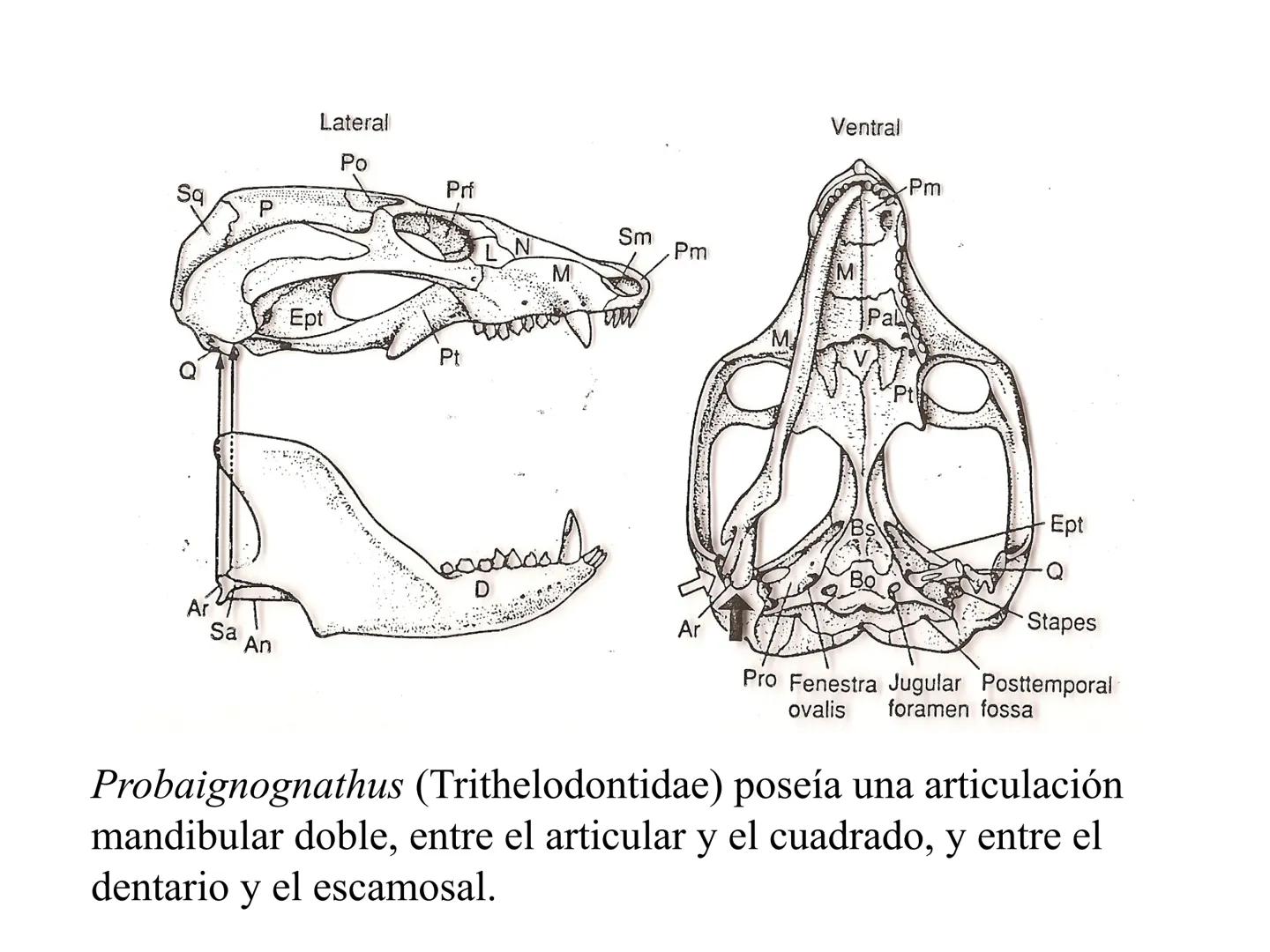 SISTEMÁTICA Y
MACROEVOLUCIÓN
Megaloceros
Megaloceros may be the largest deer ever to have d
It belongs to the group called artiodactyls-
hoo