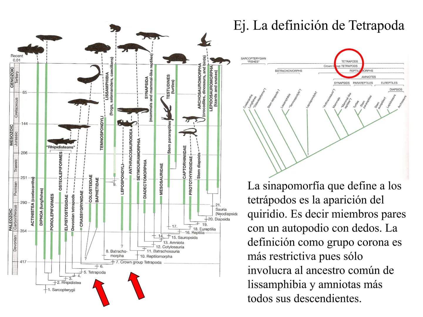 SISTEMÁTICA Y
MACROEVOLUCIÓN
Megaloceros
Megaloceros may be the largest deer ever to have d
It belongs to the group called artiodactyls-
hoo
