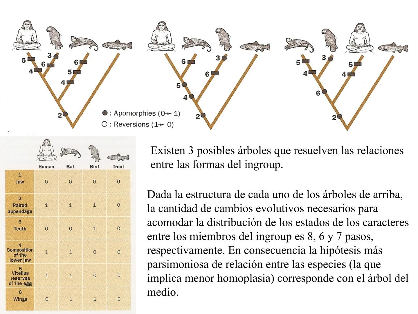 SISTEMÁTICA Y
MACROEVOLUCIÓN
Megaloceros
Megaloceros may be the largest deer ever to have d
It belongs to the group called artiodactyls-
hoo