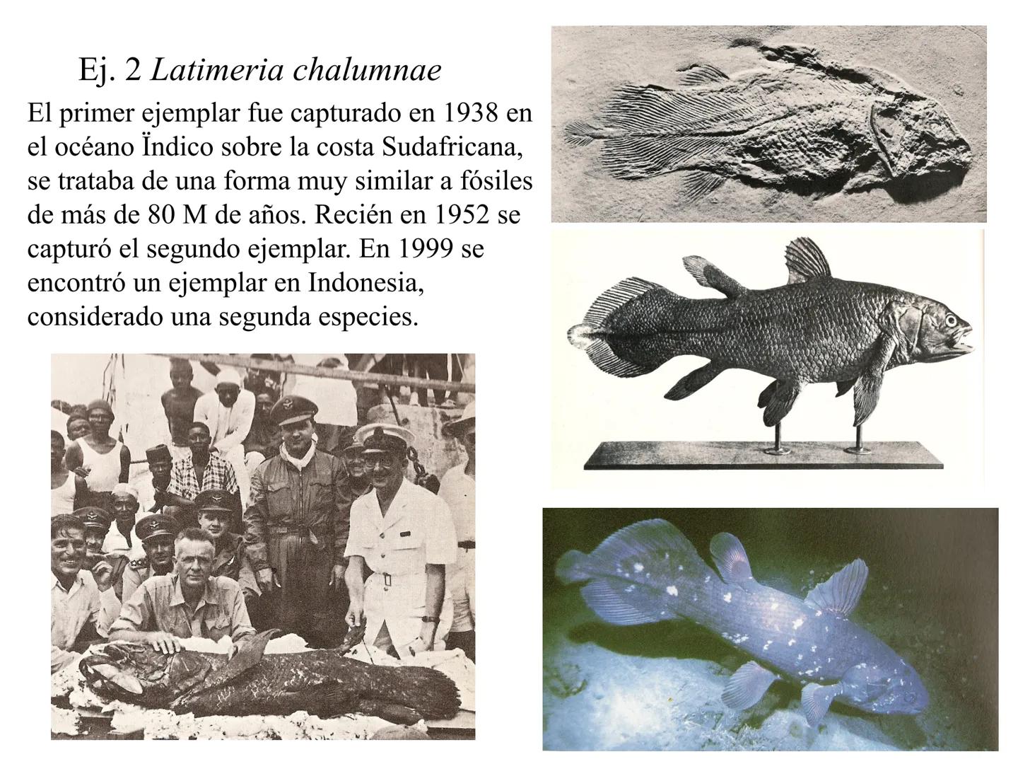 SISTEMÁTICA Y
MACROEVOLUCIÓN
Megaloceros
Megaloceros may be the largest deer ever to have d
It belongs to the group called artiodactyls-
hoo