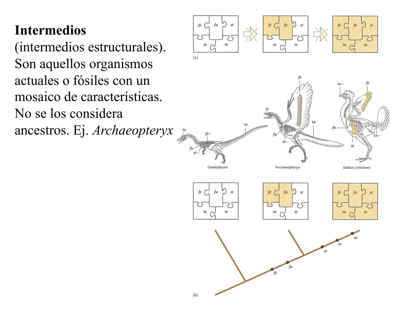 SISTEMÁTICA Y
MACROEVOLUCIÓN
Megaloceros
Megaloceros may be the largest deer ever to have d
It belongs to the group called artiodactyls-
hoo