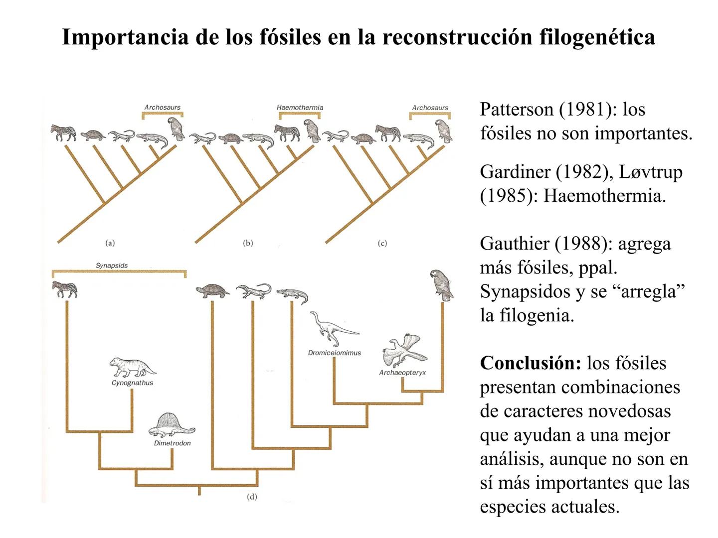 SISTEMÁTICA Y
MACROEVOLUCIÓN
Megaloceros
Megaloceros may be the largest deer ever to have d
It belongs to the group called artiodactyls-
hoo