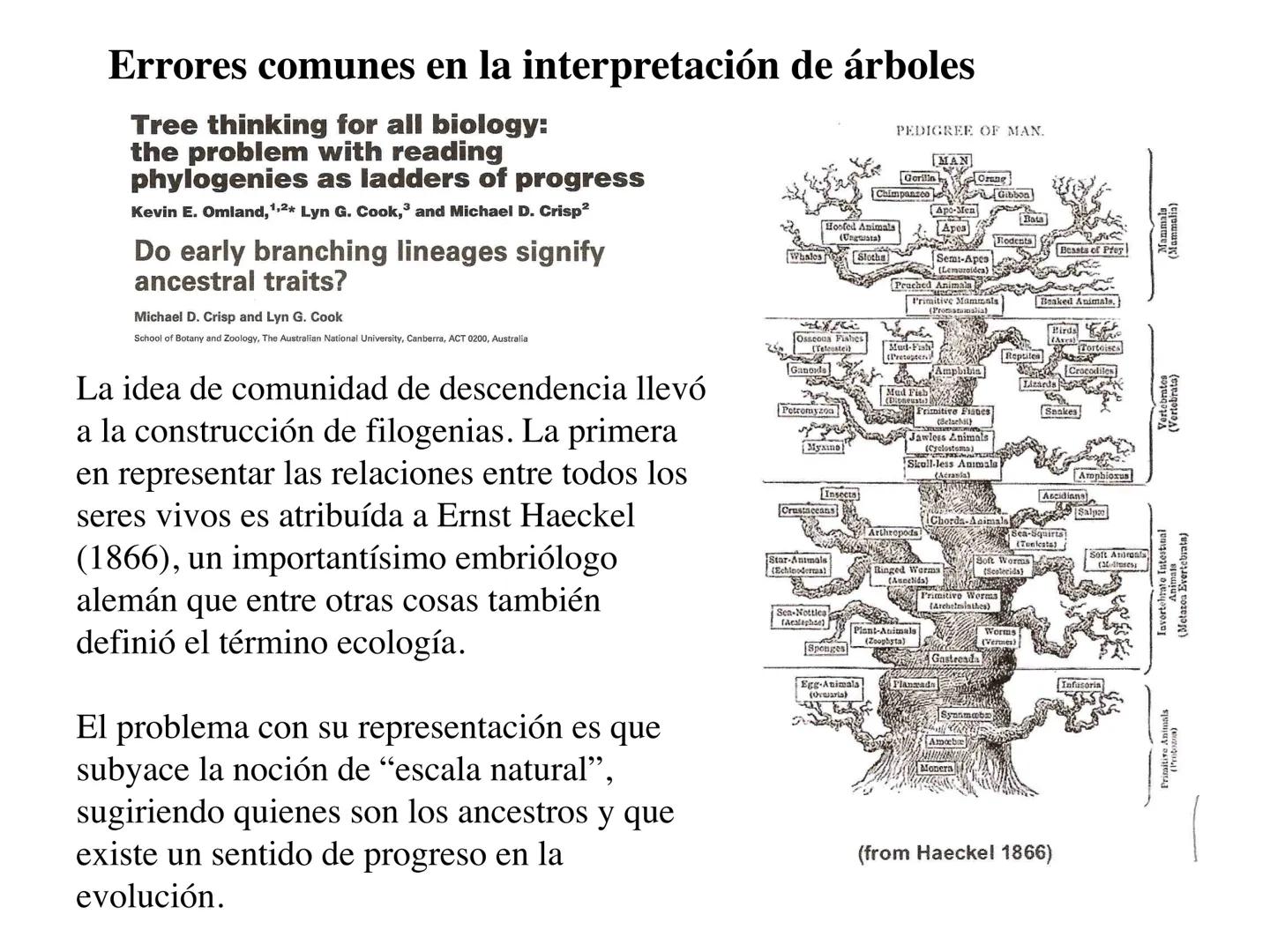 SISTEMÁTICA Y
MACROEVOLUCIÓN
Megaloceros
Megaloceros may be the largest deer ever to have d
It belongs to the group called artiodactyls-
hoo