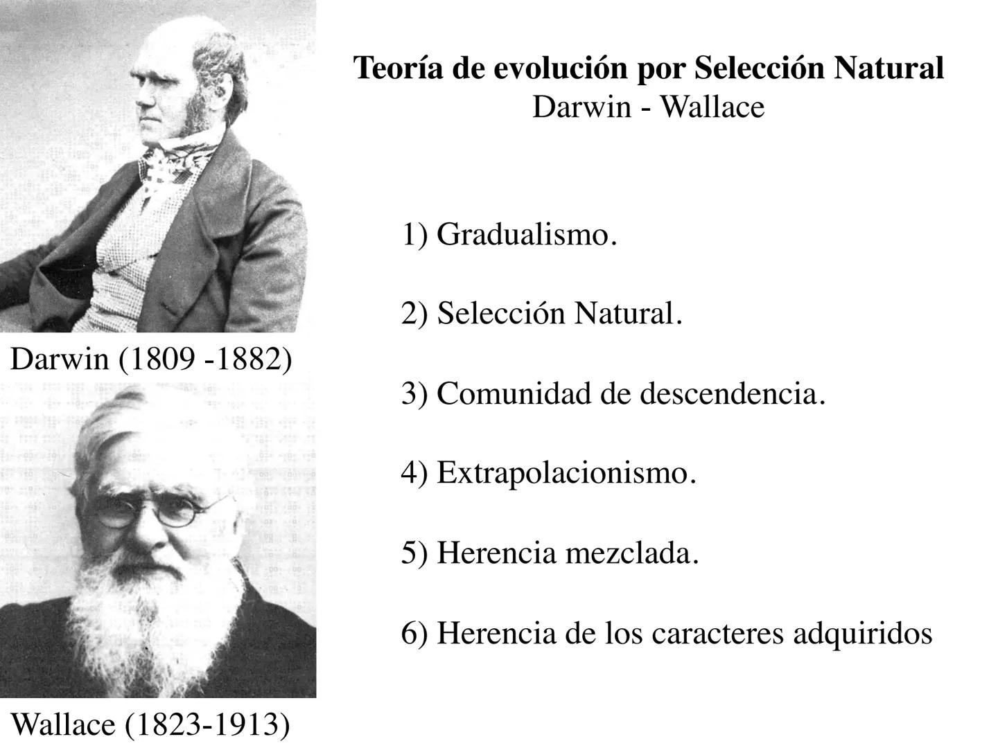 SISTEMÁTICA Y
MACROEVOLUCIÓN
Megaloceros
Megaloceros may be the largest deer ever to have d
It belongs to the group called artiodactyls-
hoo