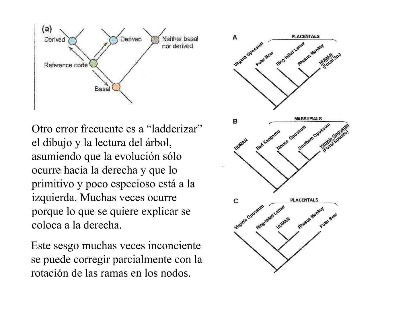 SISTEMÁTICA Y
MACROEVOLUCIÓN
Megaloceros
Megaloceros may be the largest deer ever to have d
It belongs to the group called artiodactyls-
hoo