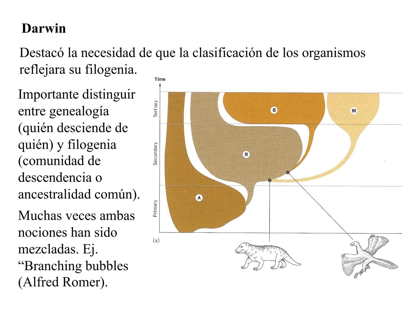 SISTEMÁTICA Y
MACROEVOLUCIÓN
Megaloceros
Megaloceros may be the largest deer ever to have d
It belongs to the group called artiodactyls-
hoo