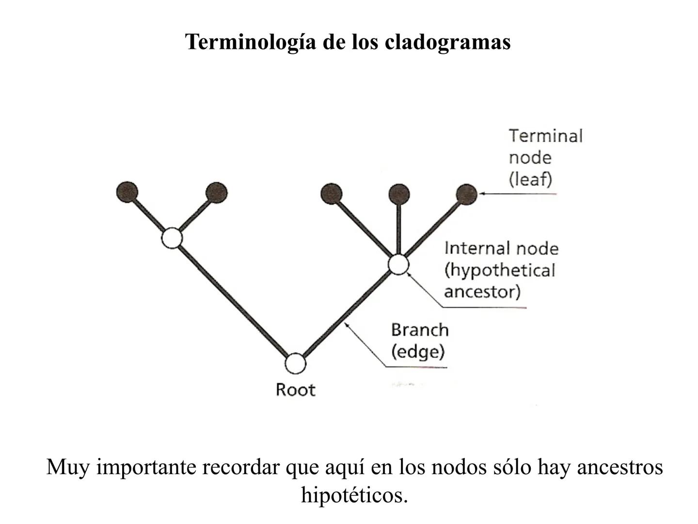 SISTEMÁTICA Y
MACROEVOLUCIÓN
Megaloceros
Megaloceros may be the largest deer ever to have d
It belongs to the group called artiodactyls-
hoo