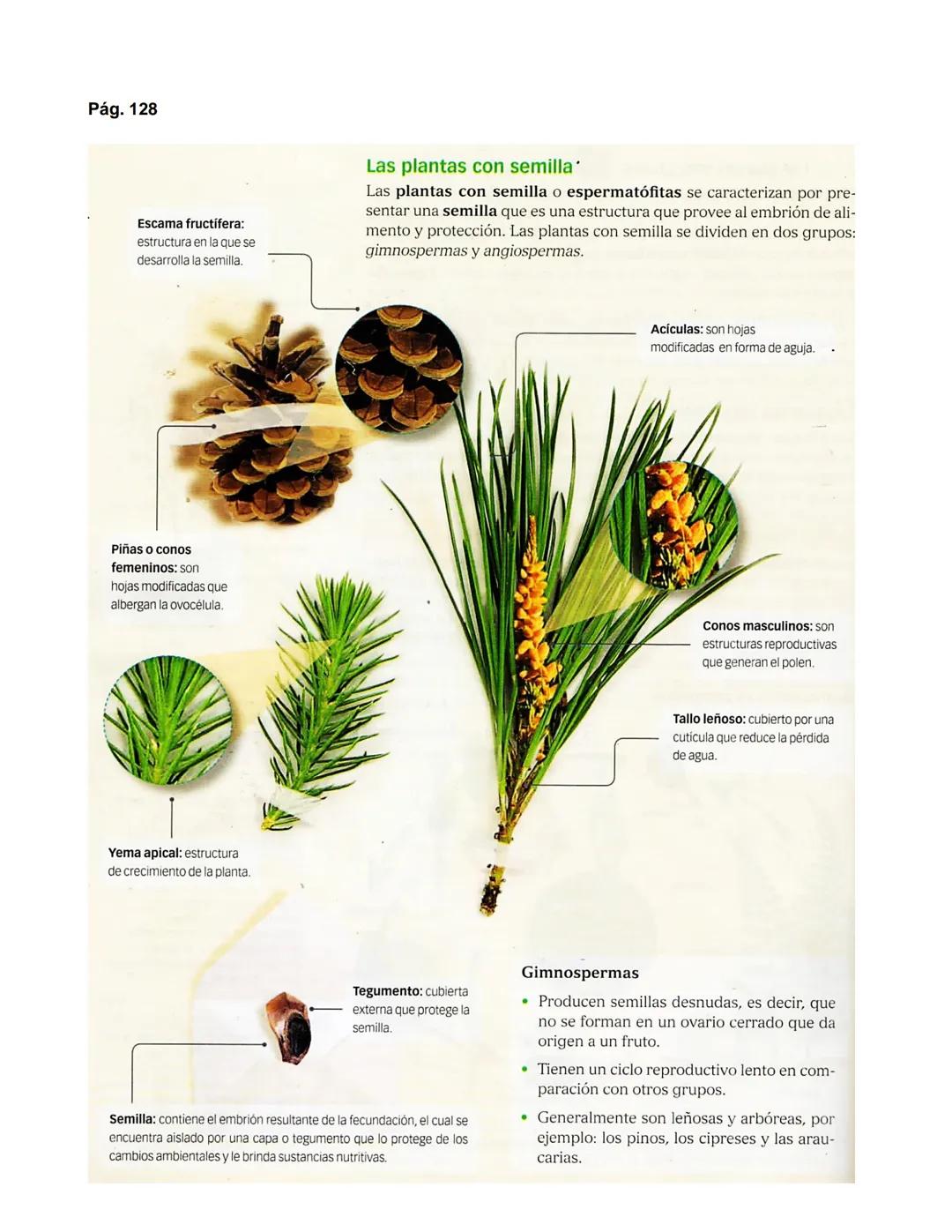 Pág. 122
2. El dominio Eukarya
Protozoo
ACTIVIDADES
INTERPRETAR
Analiza la siguiente información.
El paludismo es una enfermedad causada
por
