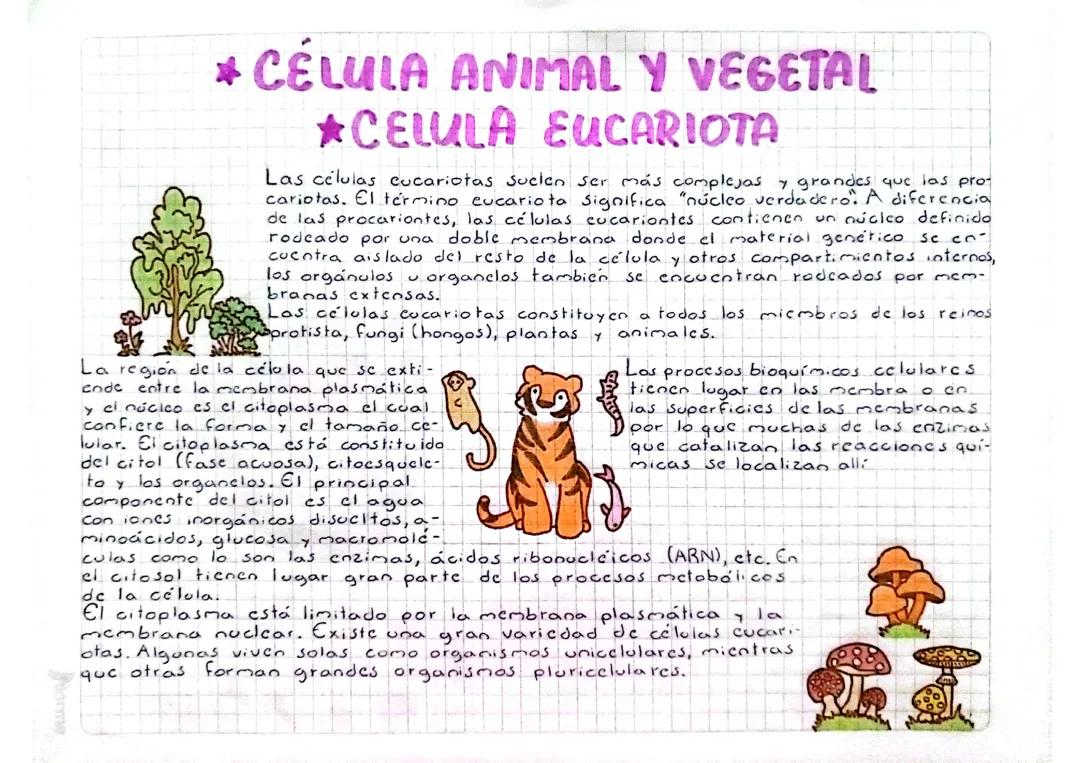 Las Células Eucariotas