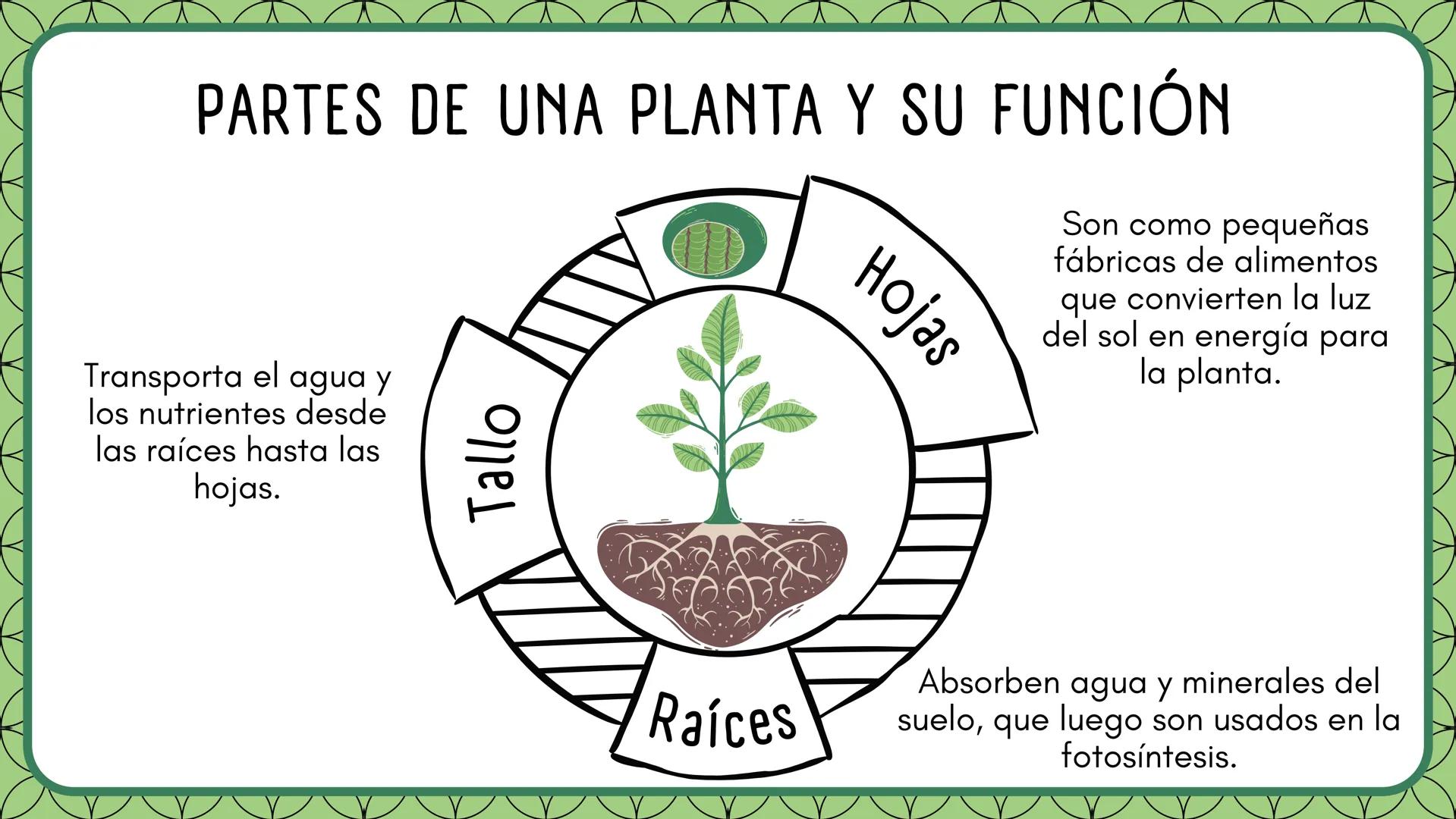 LA FOTOSINTESIS Proceso
vital
Mediante el cual las
plantas producen su
alimento.
LA
FOTOSÍNTESIS
Función
principal
Milagro
Natural
Sin fotos
