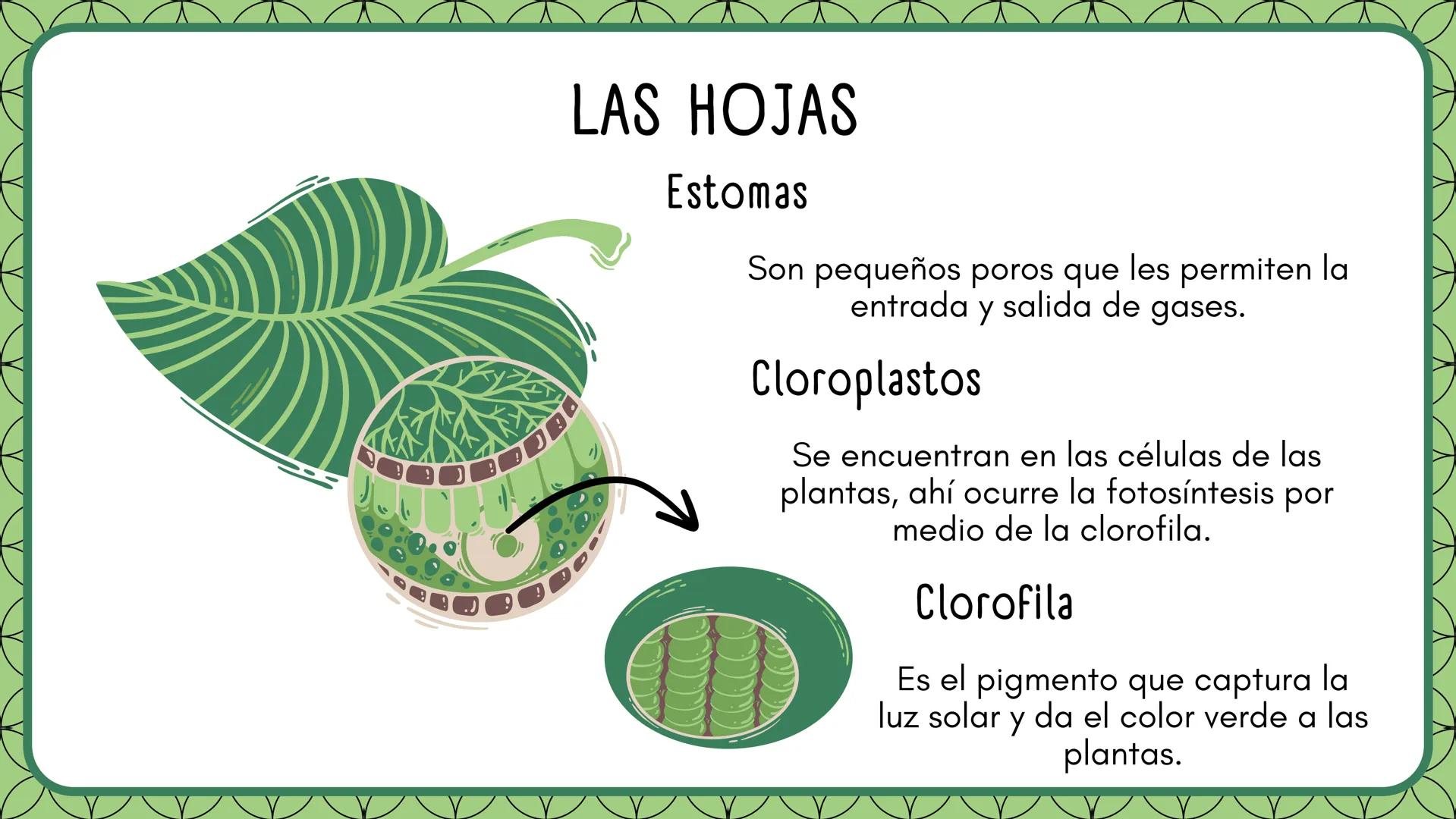 LA FOTOSINTESIS Proceso
vital
Mediante el cual las
plantas producen su
alimento.
LA
FOTOSÍNTESIS
Función
principal
Milagro
Natural
Sin fotos