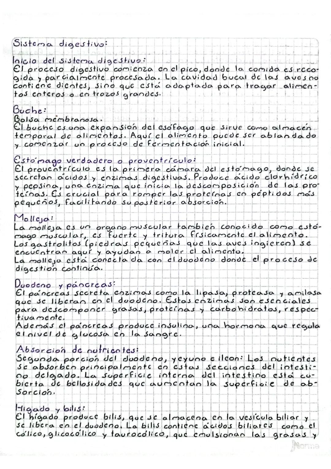 # Informe de necropsia aviar
Sarah González
Introducción
La necropsia aviar es un procedimiento post-mortem. En este caso
Se realizó una