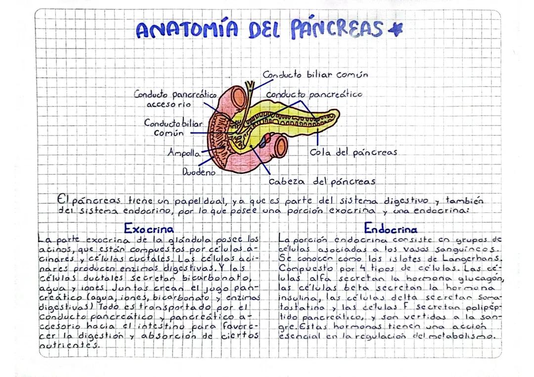 Anatomía del páncreas