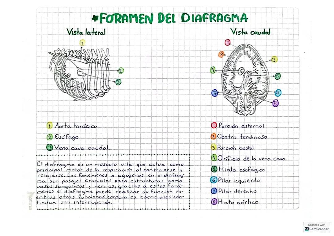 Foramen del diafragma