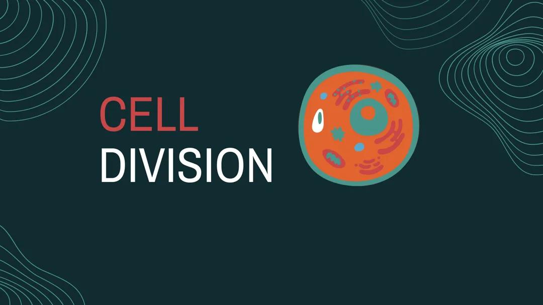 CELL DIVISION