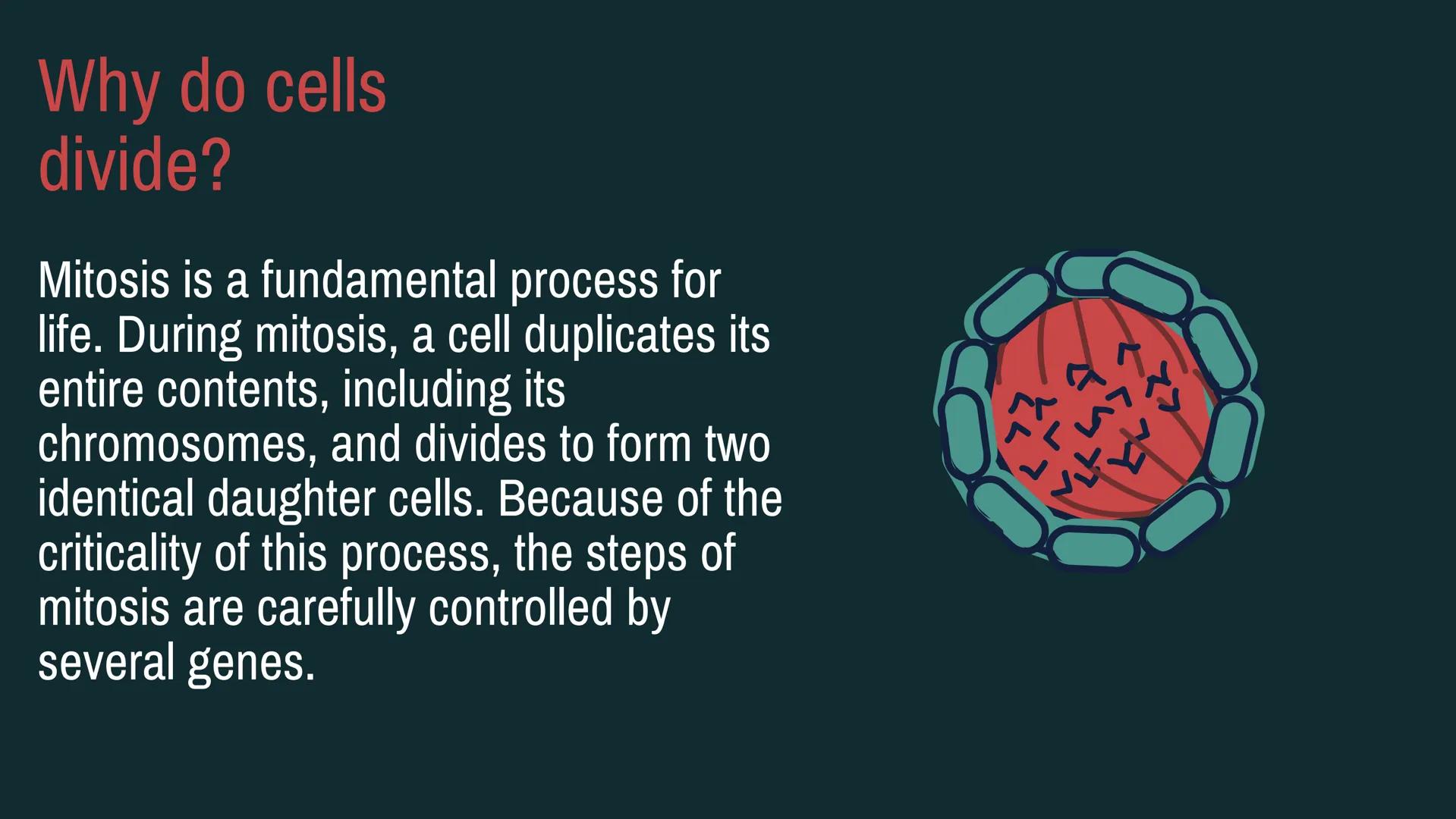 # CELL
# DIVISION # Why do cells
divide?
Mitosis is a fundamental process for
life. During mitosis, a cell duplicates its
entire contents,