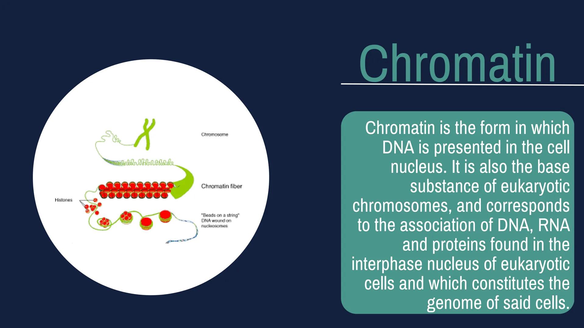 # CELL
# DIVISION # Why do cells
divide?
Mitosis is a fundamental process for
life. During mitosis, a cell duplicates its
entire contents,