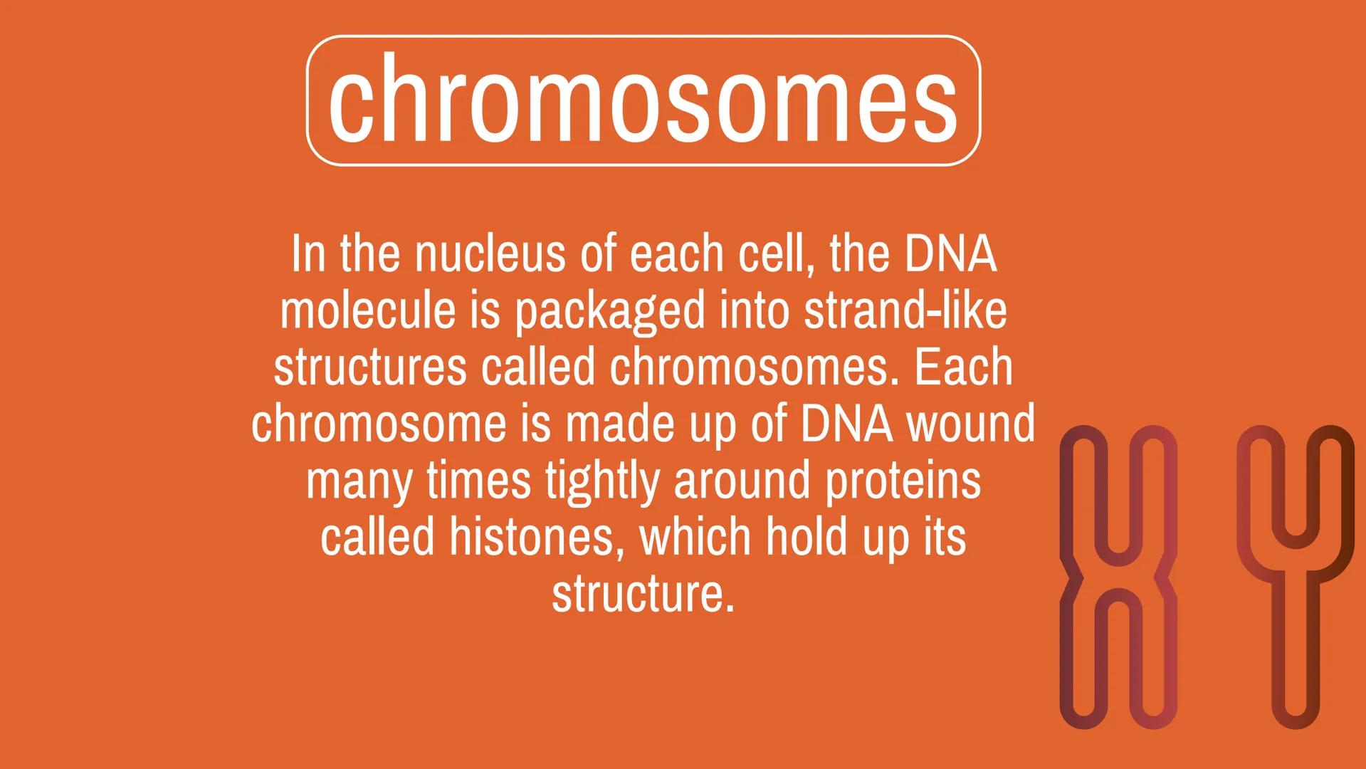 # CELL
# DIVISION # Why do cells
divide?
Mitosis is a fundamental process for
life. During mitosis, a cell duplicates its
entire contents,