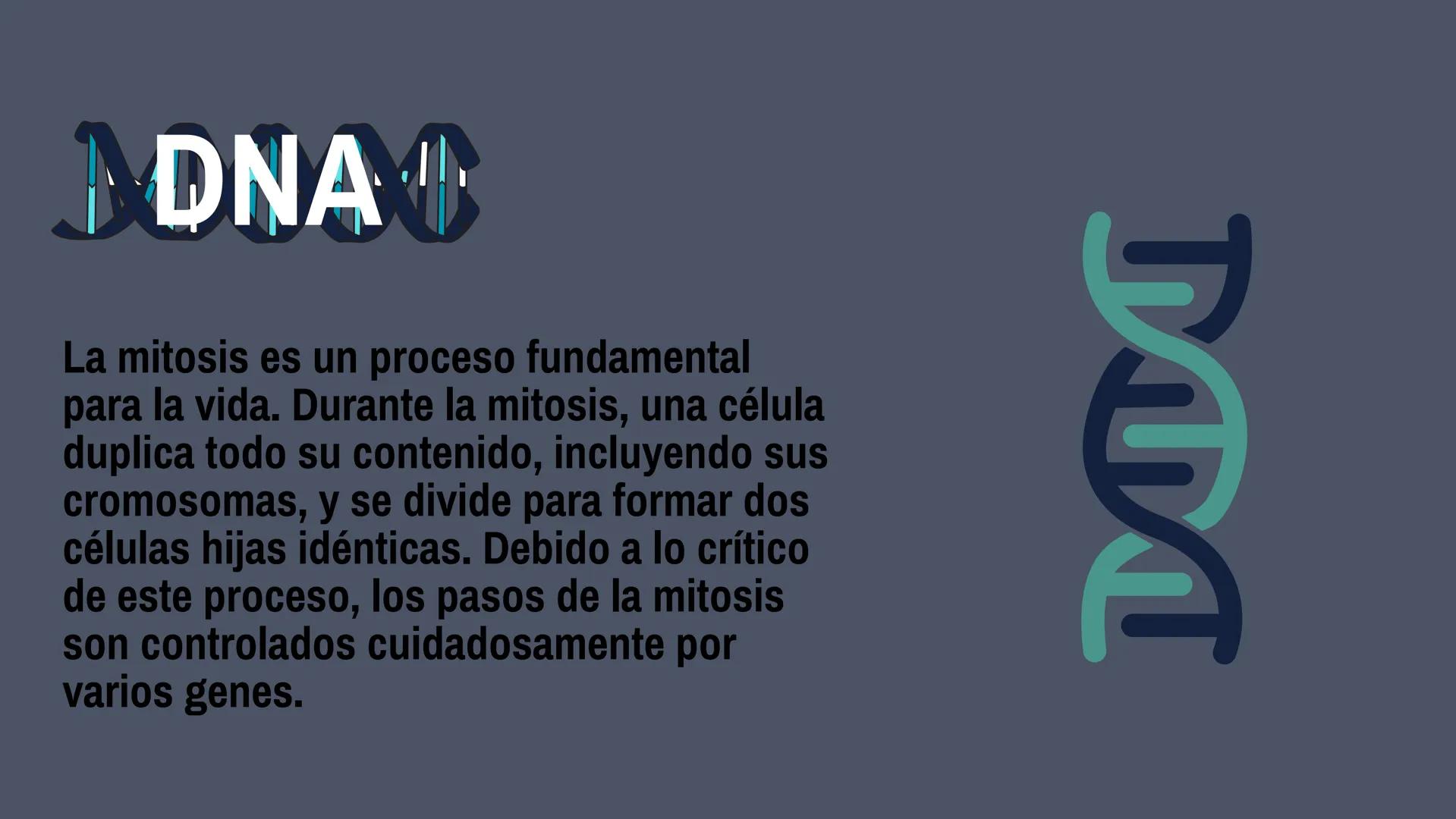 # CELL
# DIVISION # Why do cells
divide?
Mitosis is a fundamental process for
life. During mitosis, a cell duplicates its
entire contents,