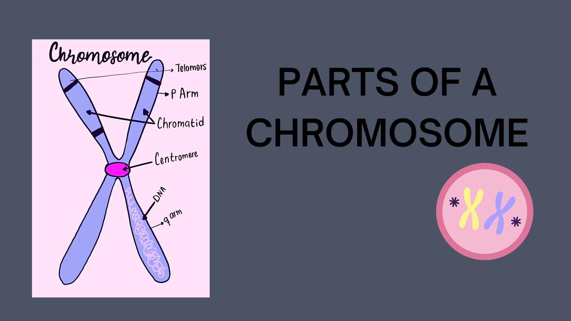 # CELL
# DIVISION # Why do cells
divide?
Mitosis is a fundamental process for
life. During mitosis, a cell duplicates its
entire contents,