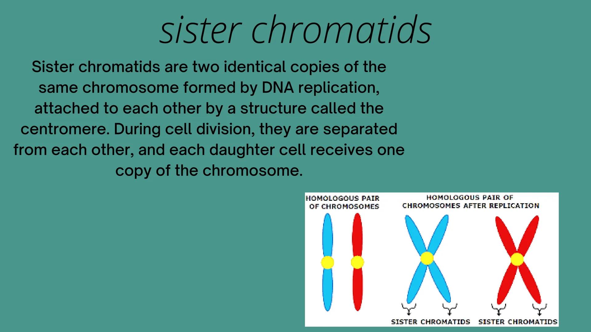# CELL
# DIVISION # Why do cells
divide?
Mitosis is a fundamental process for
life. During mitosis, a cell duplicates its
entire contents,