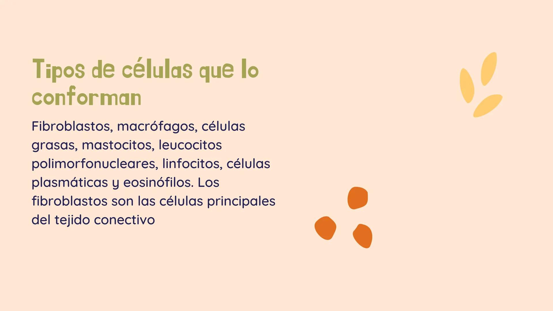 TEJIDO CONECTIVO
Clase comunitaria
& Sus funciones:
Son un grupo de tejidos muy diversos,
que comparten: Su función de relleno,
ocupando los