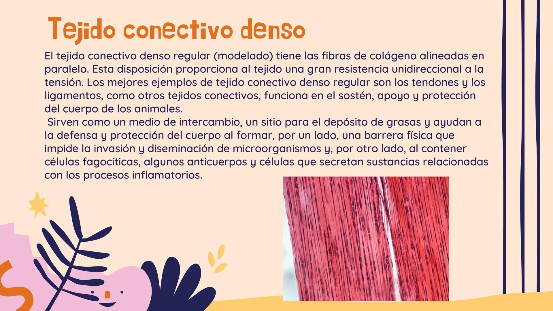 TEJIDO CONECTIVO
Clase comunitaria
& Sus funciones:
Son un grupo de tejidos muy diversos,
que comparten: Su función de relleno,
ocupando los