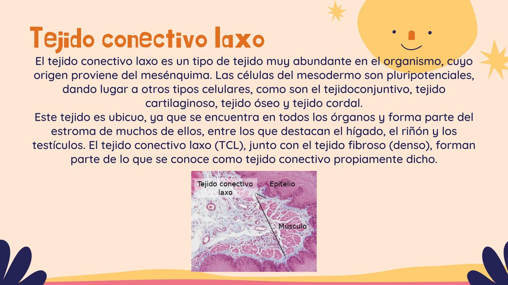 TEJIDO CONECTIVO
Clase comunitaria
& Sus funciones:
Son un grupo de tejidos muy diversos,
que comparten: Su función de relleno,
ocupando los