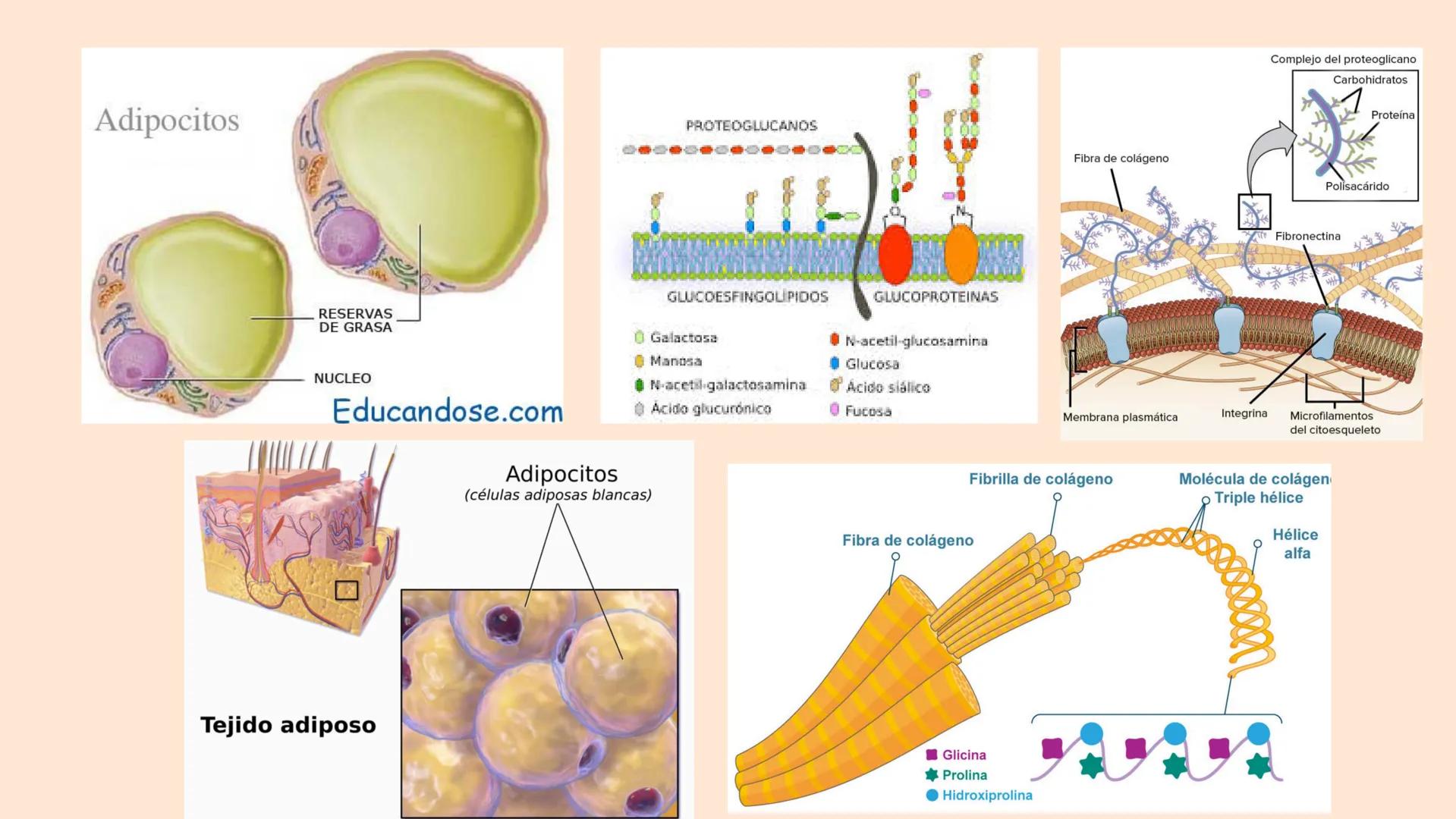 TEJIDO CONECTIVO
Clase comunitaria
& Sus funciones:
Son un grupo de tejidos muy diversos,
que comparten: Su función de relleno,
ocupando los