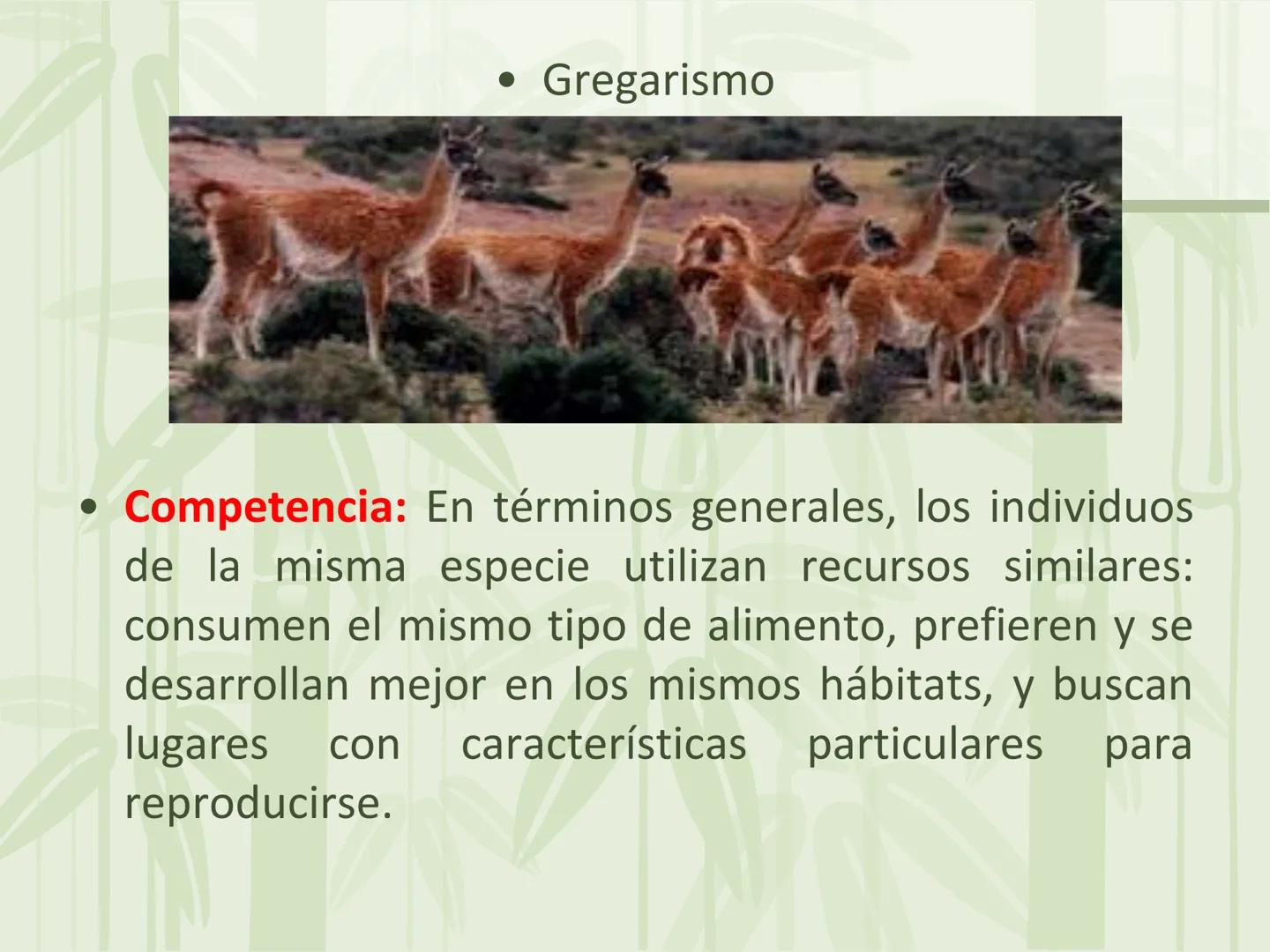 # Relaciones intraespecíficas
Lic. Gilberto Palmet # Interacciones intraespecíficas
- Las interacciones intraespecíficas son aquellas que