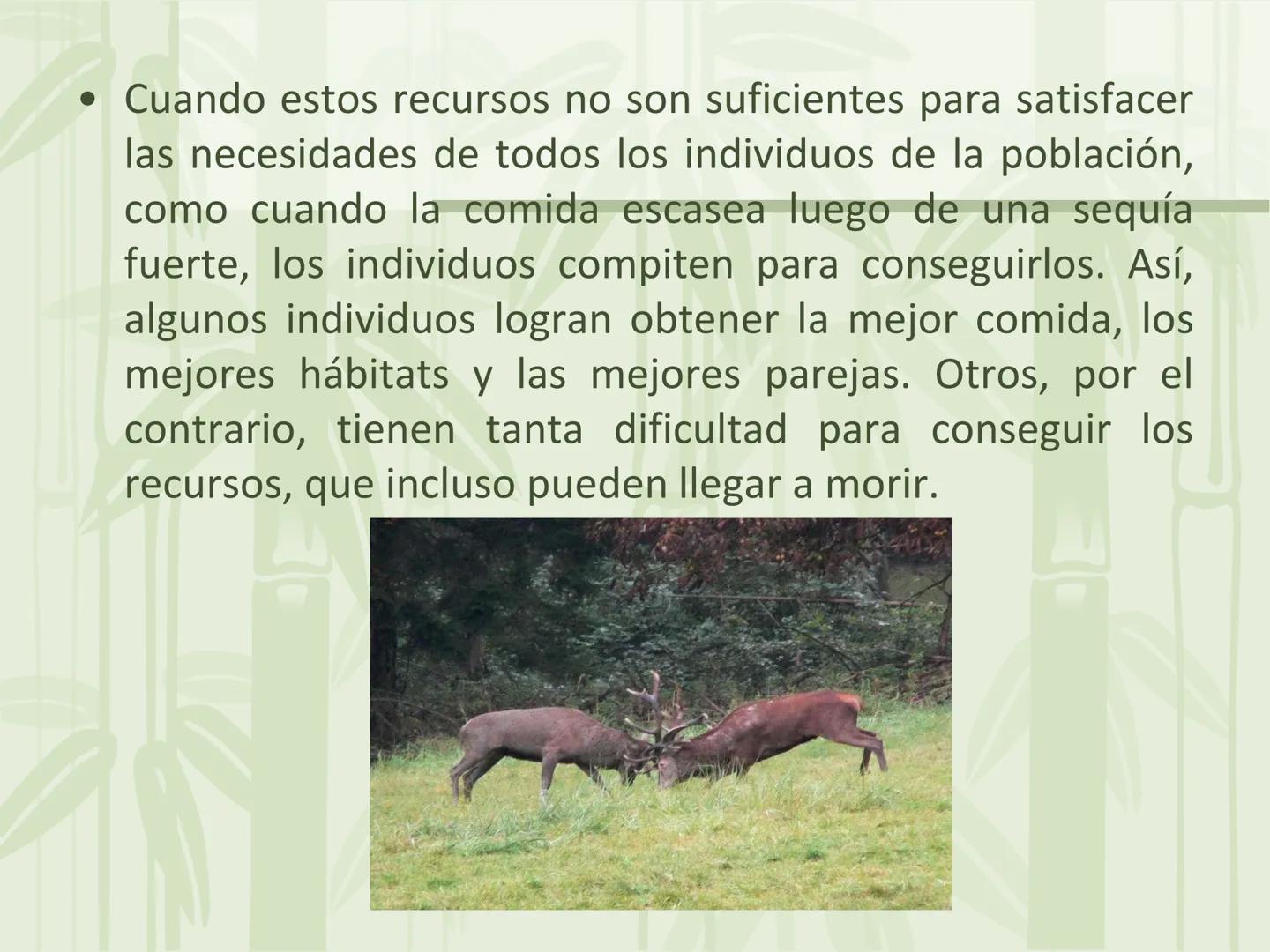# Relaciones intraespecíficas
Lic. Gilberto Palmet # Interacciones intraespecíficas
- Las interacciones intraespecíficas son aquellas que