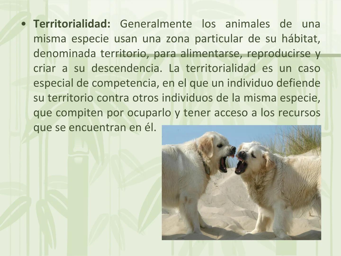 # Relaciones intraespecíficas
Lic. Gilberto Palmet # Interacciones intraespecíficas
- Las interacciones intraespecíficas son aquellas que