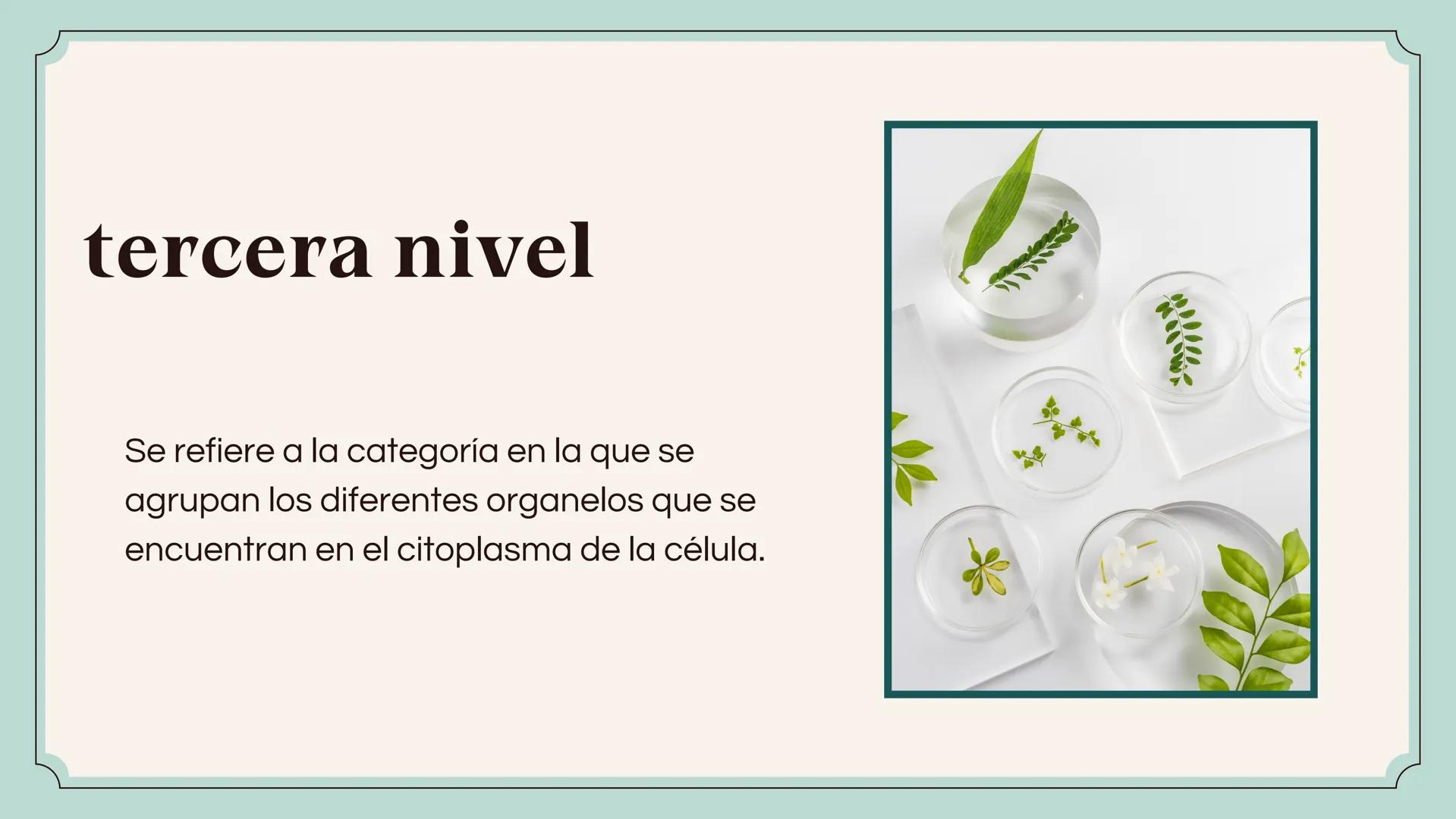 80
Defensa de Tesis Doctoral
ETAPAS DE LA
MATERIA
Presentado por maria camila Primer nivel
Éste es el primer nivel de organización biológica