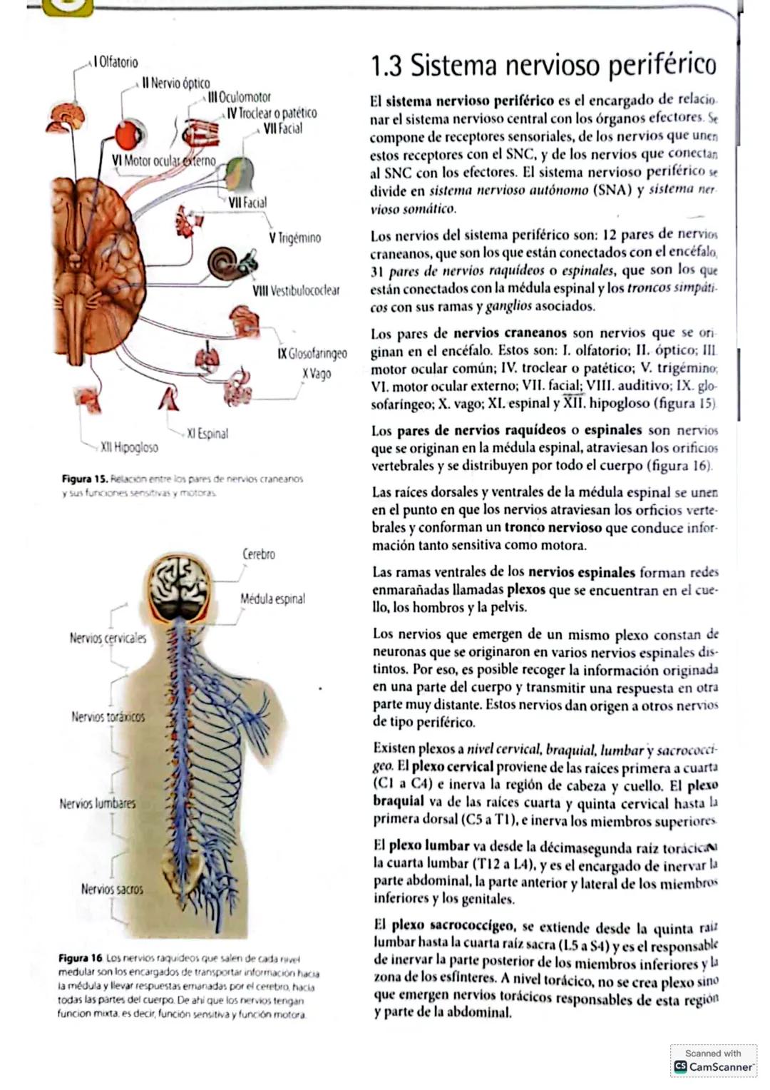 - Olfatorio
- II Nervio óptico
- III Oculomotor
- VI Motor ocular externo
- XII Hipogloso
- XI Espinal
- IV Troclear o patético
- VII Facial