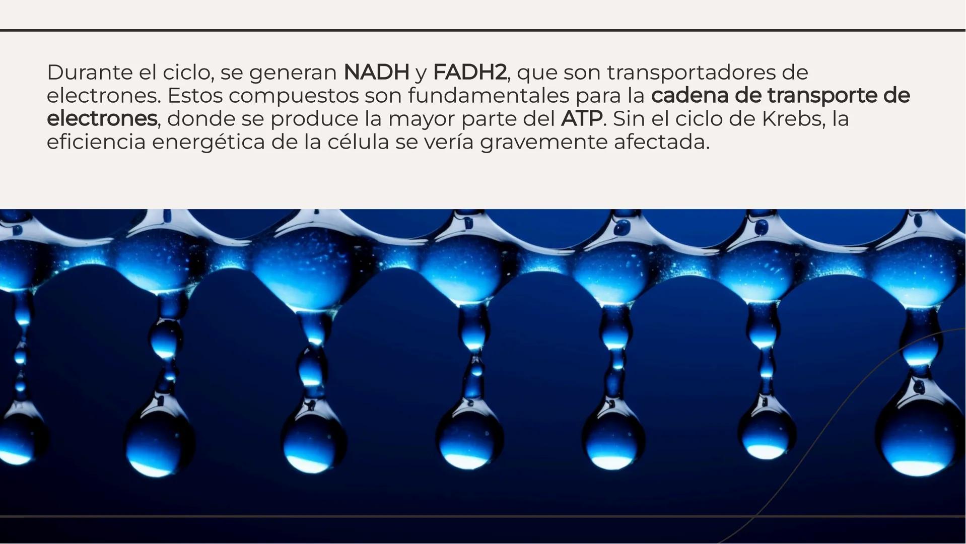 Ciclo de Kreps: El Motor
Energético de la Célula Introducción al Ciclo de Krebs
El Ciclo de Krebs, también conocido como
el ciclo del ácido