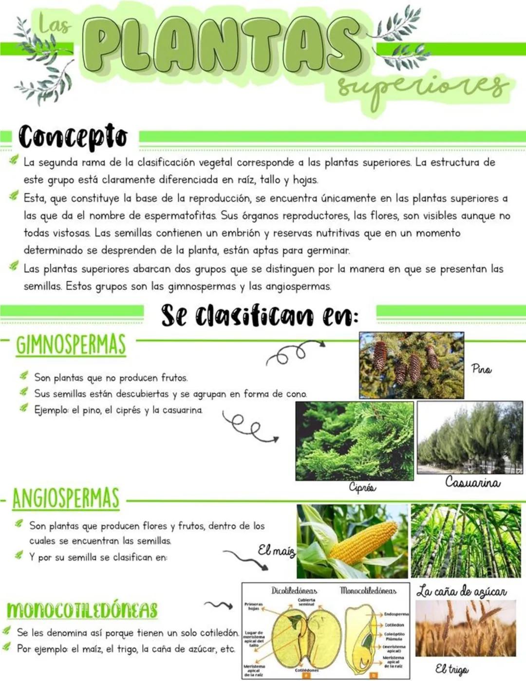 Plantas superiores