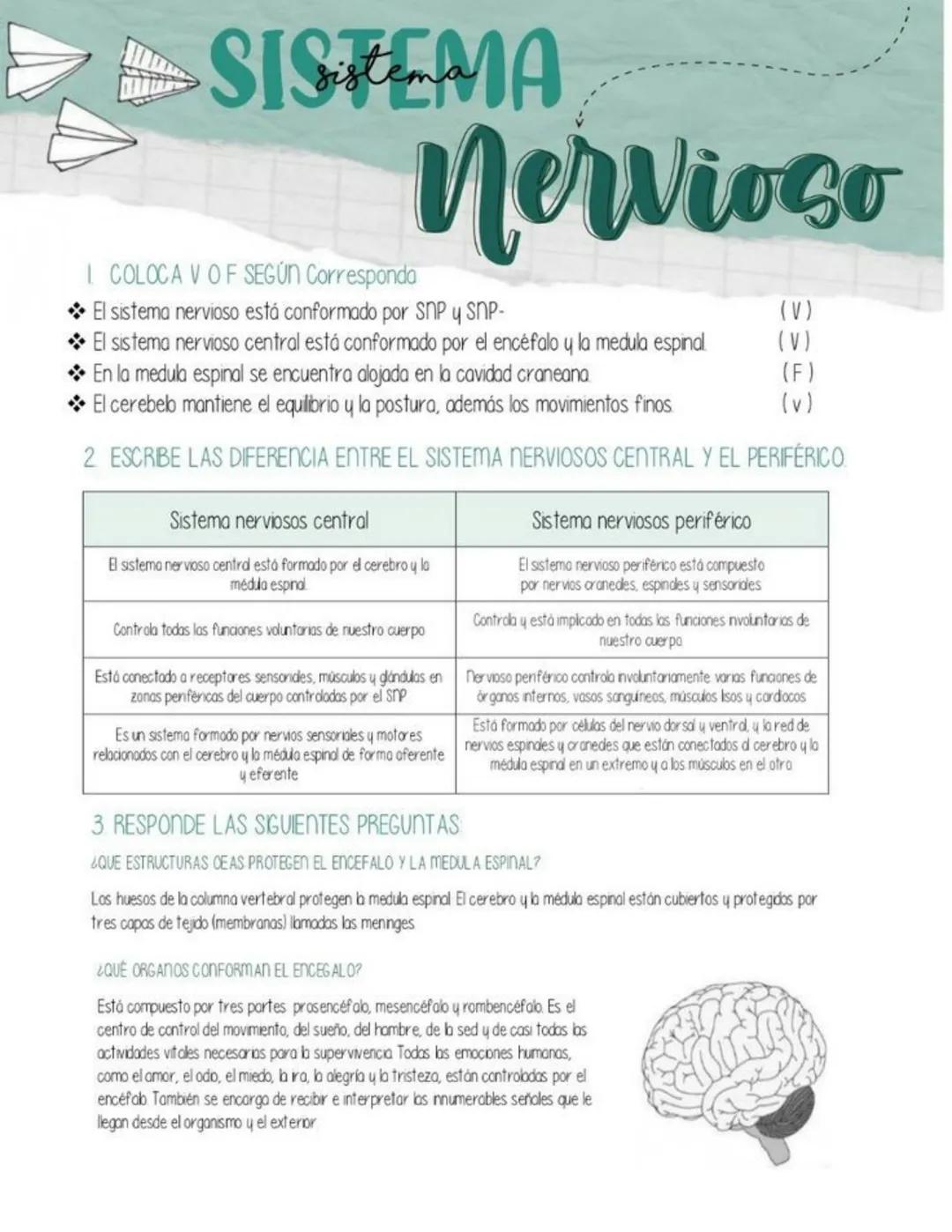 # SISTEMA
Nervioso
I COLOCA VOF SEGÚN Corresponda
*   El sistema nervioso está conformado por SNP y SNP- (V)
*   El sistema nervioso cent