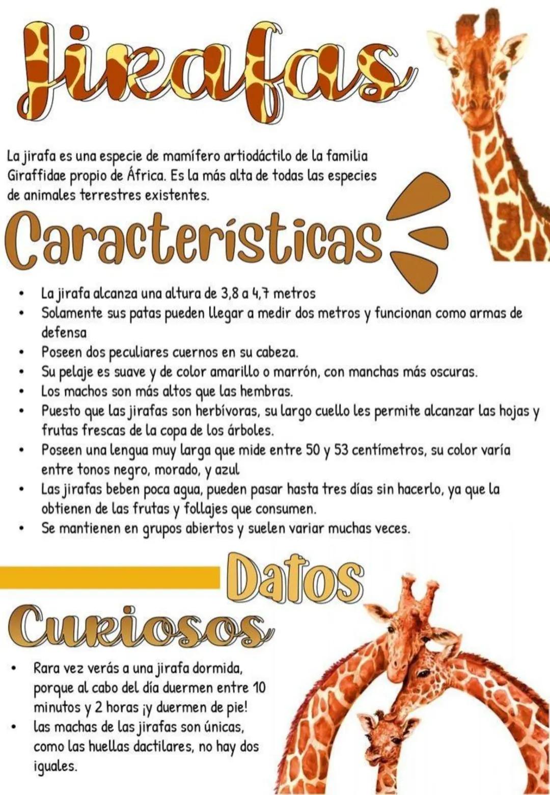 # Jirafas
La jirafa es una especie de mamífero artiodáctilo de la familia
Giraffidae propio de África. Es la más alta de todas las especies