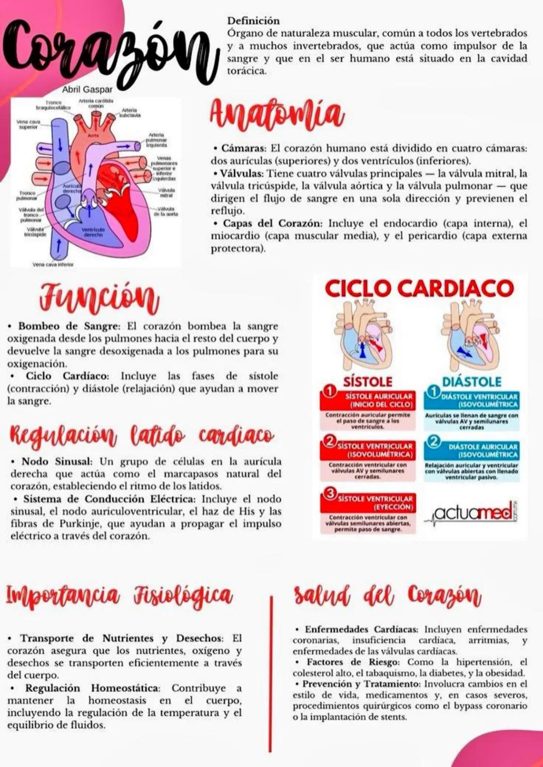Corazón
Abril Gaspar
Tronco
braquiocetálico
Vena cava
superior
Tronce
pulmona
Vihula del
tronco
pulmona
Auricu
derecha
Arteria carida
compon